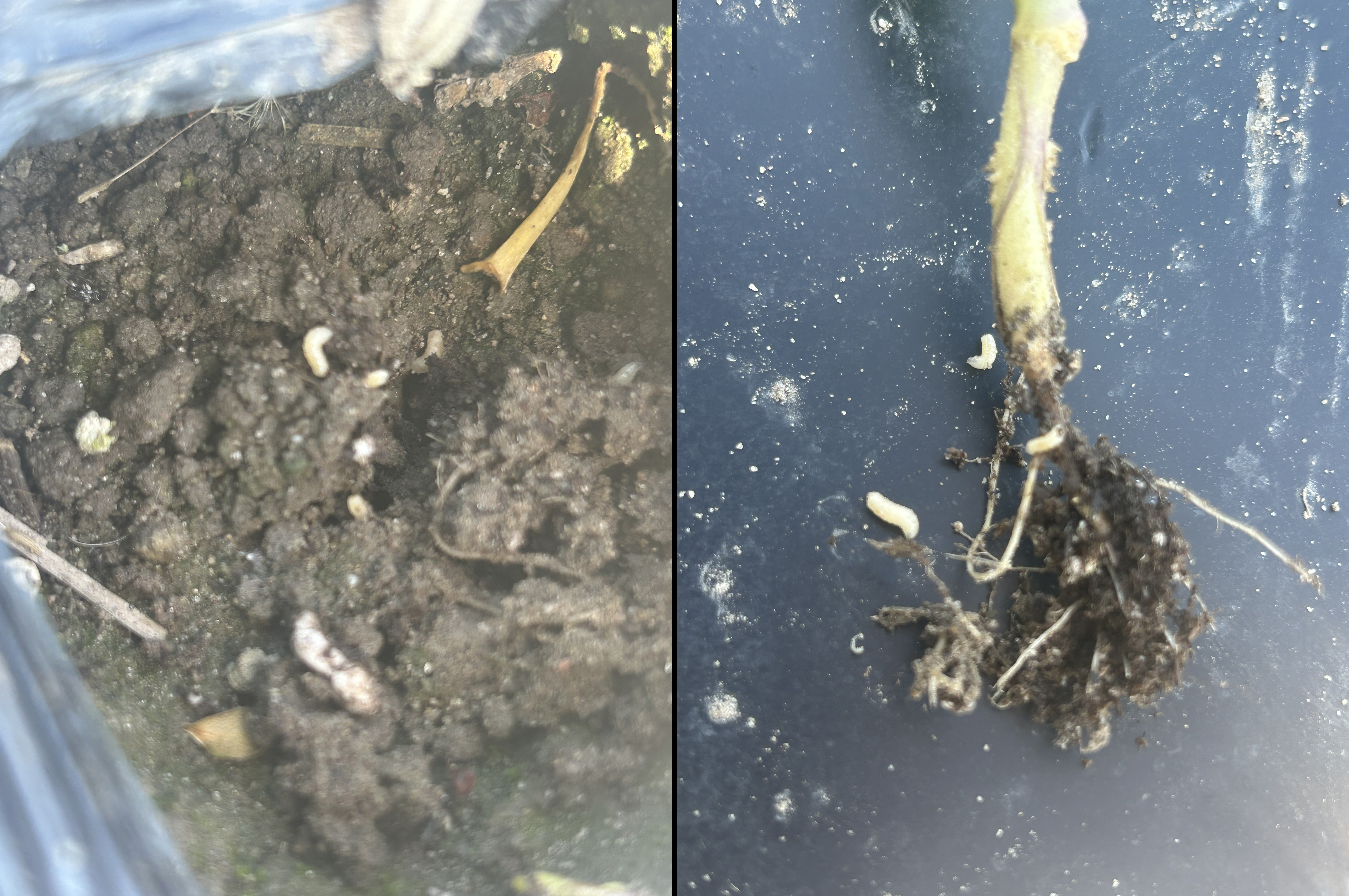 Cabbage maggots in the soil near the root of cauliflower.